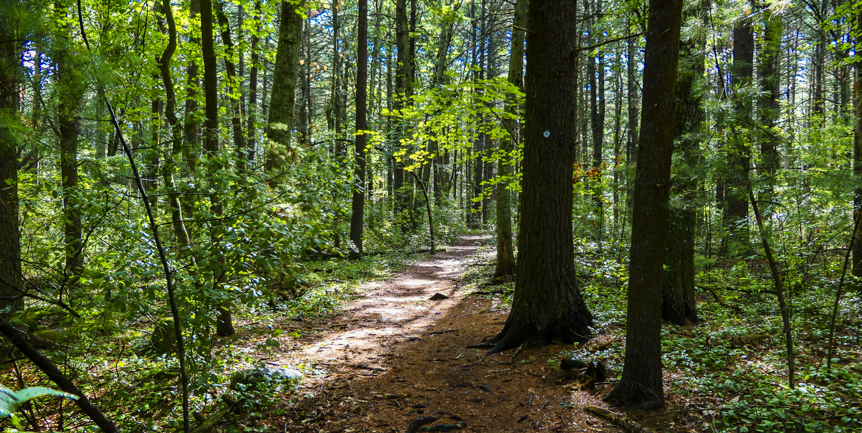 Walden Pond